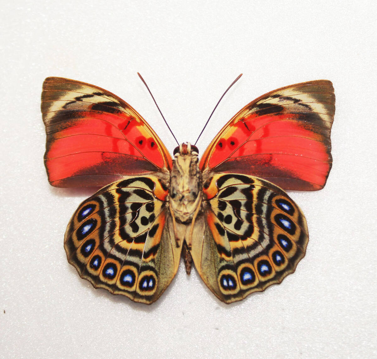 蝶 標本 アグリアス・クラウディナ・サルダナパルス A♂ ブラジル産 開長７０ｍｍ ＮＯ８の画像2