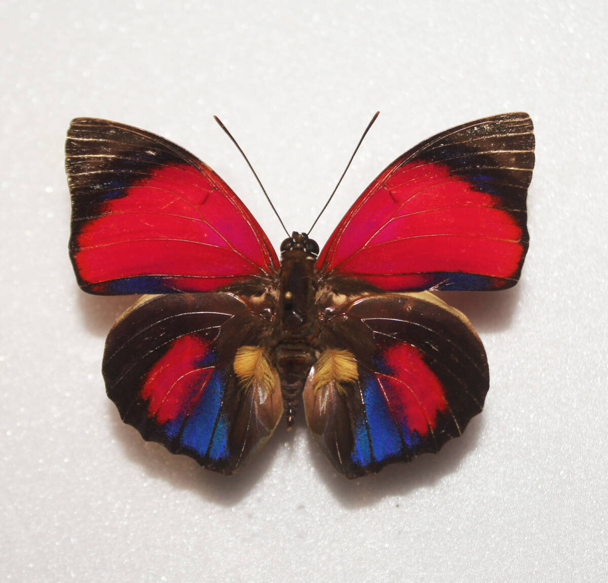 蝶 標本 アグリアス・クラウディナ・サルダナパルス A♂ ブラジル産 開長７０ｍｍ ＮＯ８の画像1