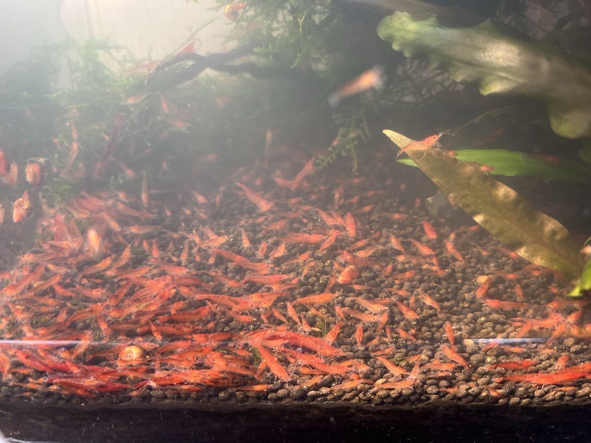  red mi Nami freshwater prawn . shrimp 20 pcs +α water plants me Dakar breeding biotope red aquarium @@3 sticker 