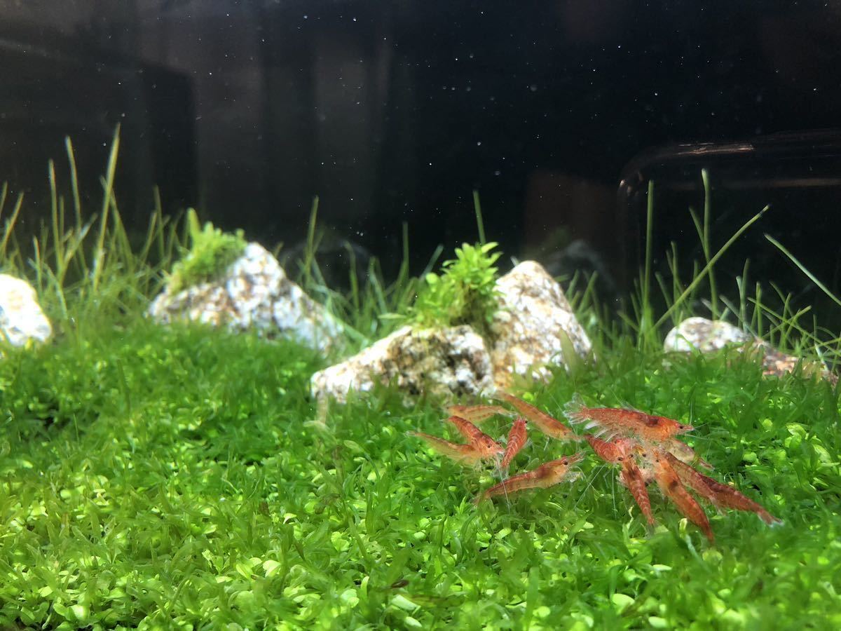  red mi Nami freshwater prawn . shrimp 20 pcs +α water plants me Dakar breeding biotope red aquarium @@4 sticker 