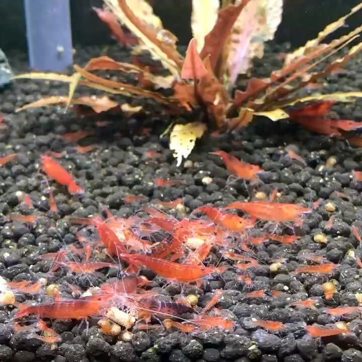  red mi Nami freshwater prawn . shrimp 20 pcs +α water plants me Dakar breeding biotope red aquarium @@3 sticker 