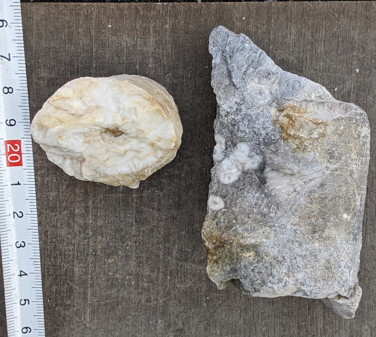 岐阜県金生山化石　ウミユリ　分離品と一度分離したものがさざれ石のように固まったもの_画像4