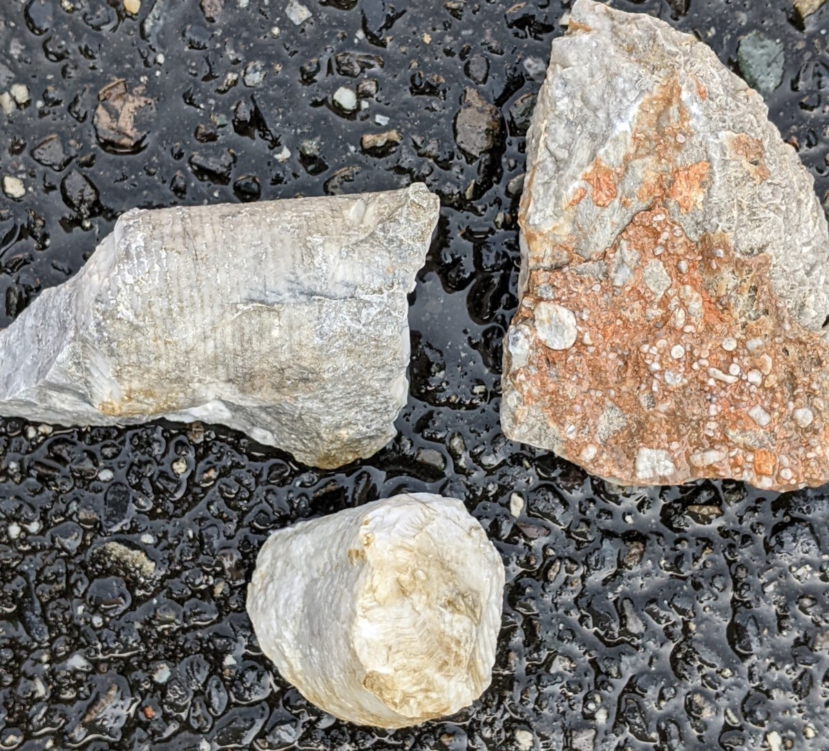岐阜県金生山化石　ウミユリ　分離品と一度分離したものがさざれ石のように固まったもの_画像7