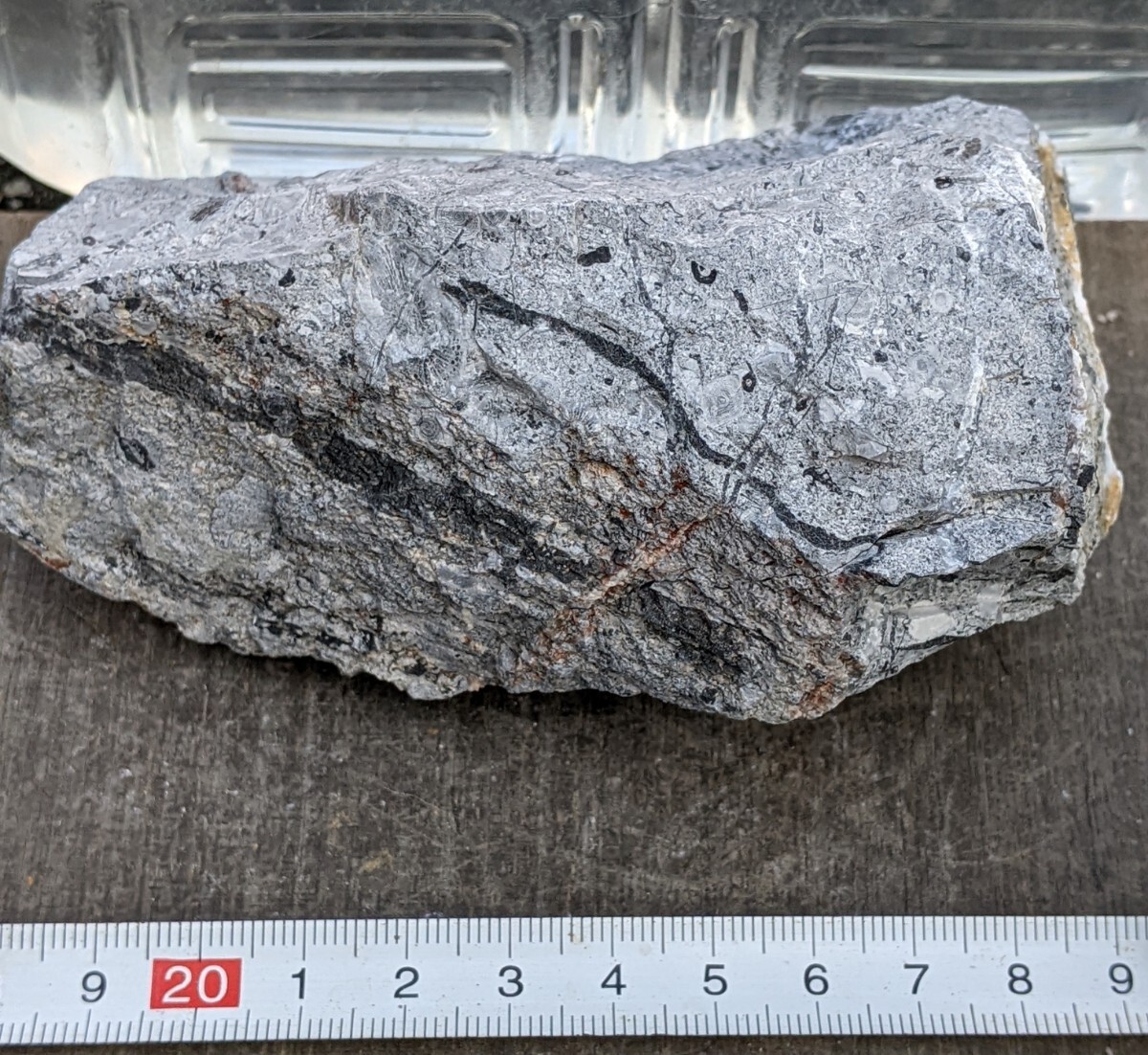 岐阜県金生山化石　フズリナ　サンゴ　不明の黒い小構造体_画像3