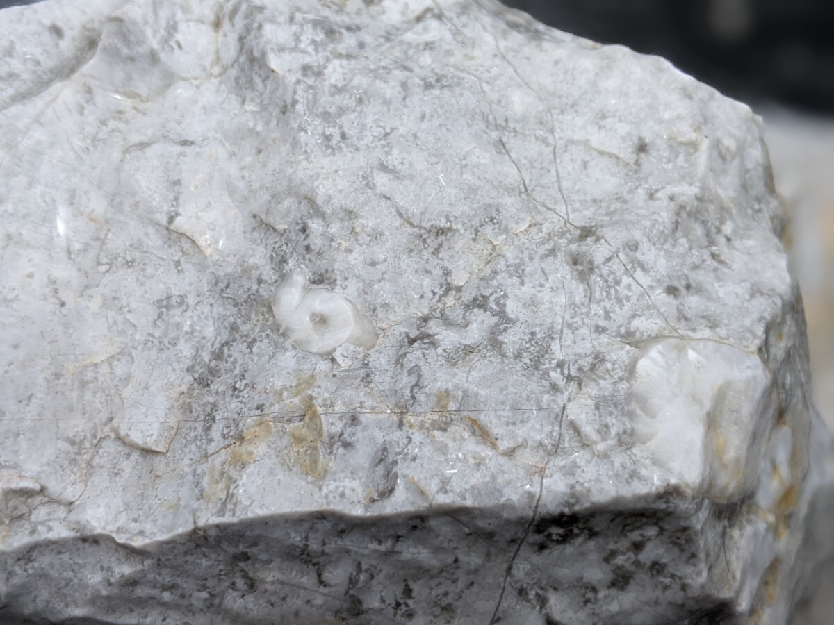 岐阜県金生山化石 ウミユリ④ 白帯の画像4