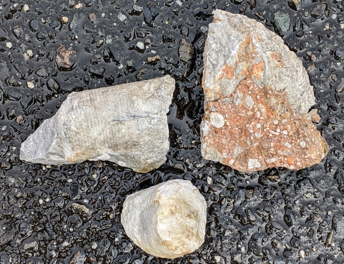 岐阜県金生山化石　ウミユリ　分離品と一度分離したものがさざれ石のように固まったもの_画像8