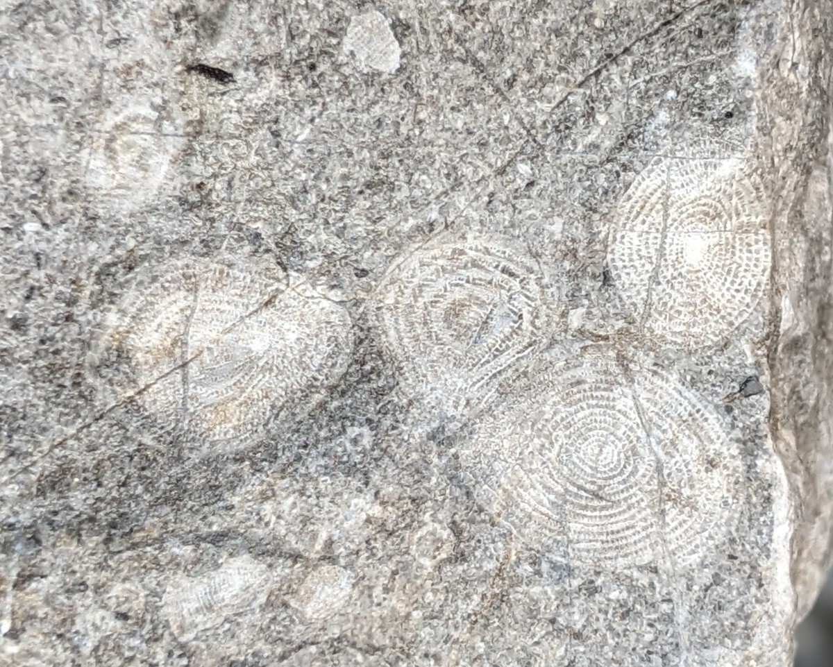 岐阜県金生山化石　２個セット　フズリナ　サンゴその他密集化石_画像2