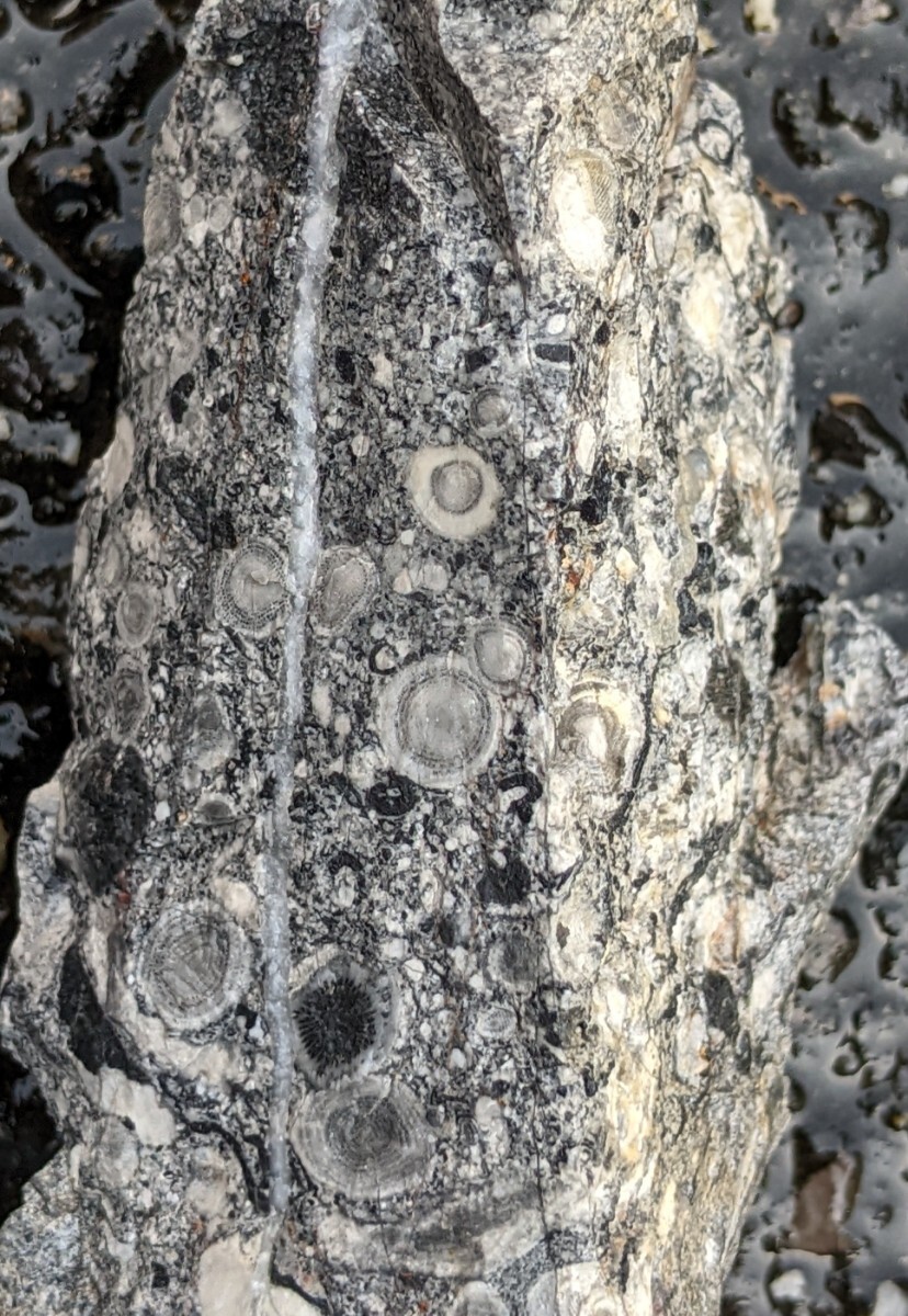 岐阜県金生山化石　２個セット　フズリナ　サンゴその他密集化石_画像8