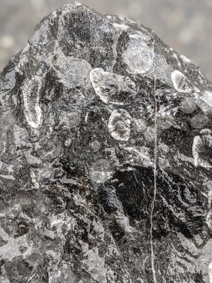 金生山の化石 フズリナ サンゴ 風化面付きの画像6