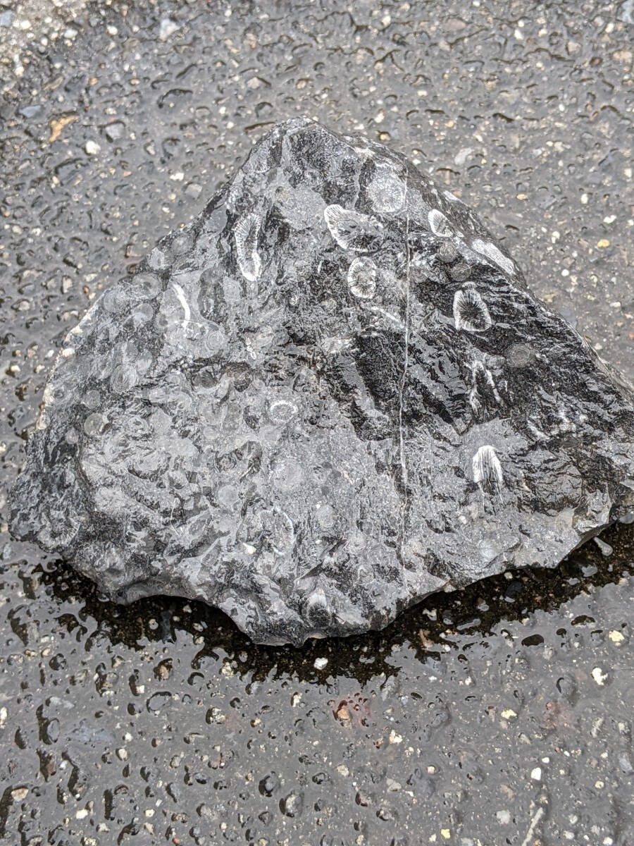 金生山の化石 フズリナ サンゴ 風化面付きの画像5