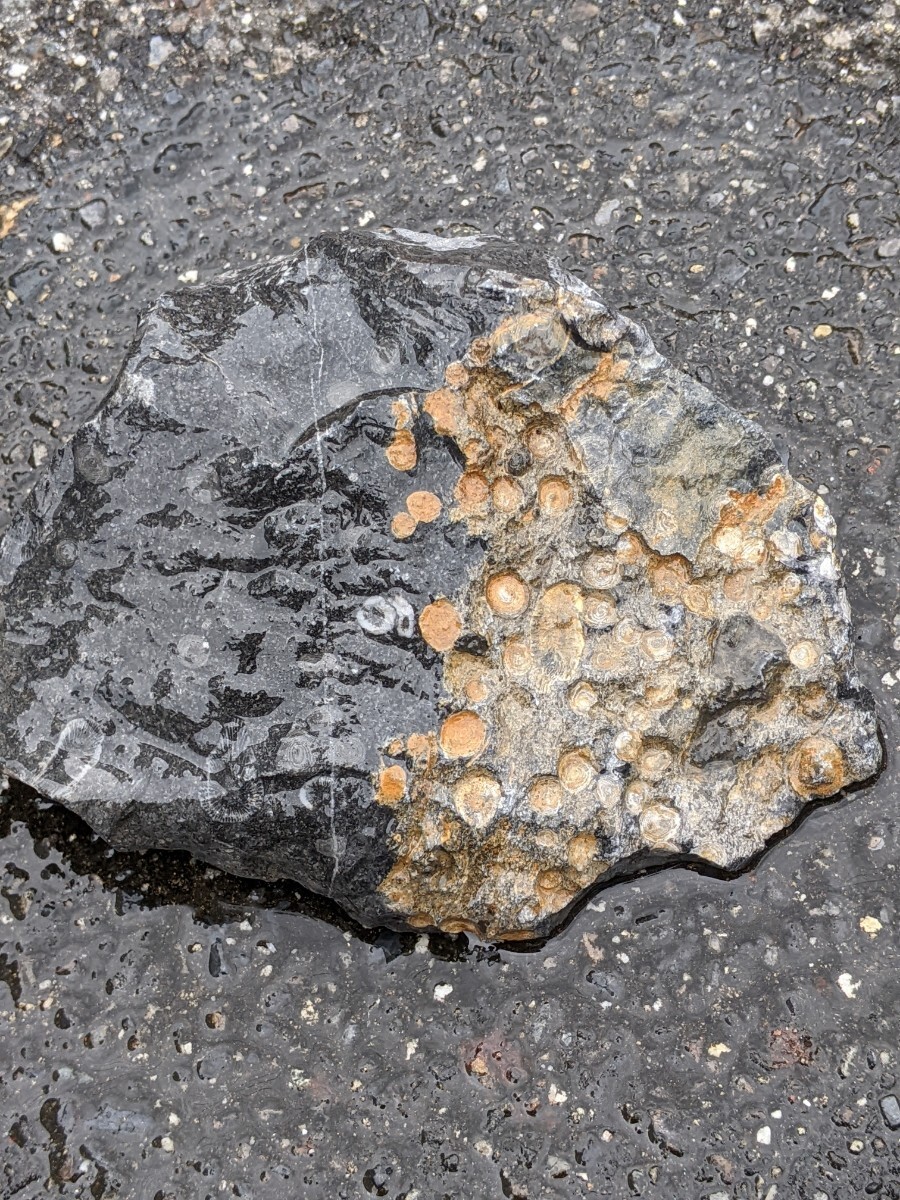 金生山の化石 フズリナ サンゴ 風化面付きの画像4