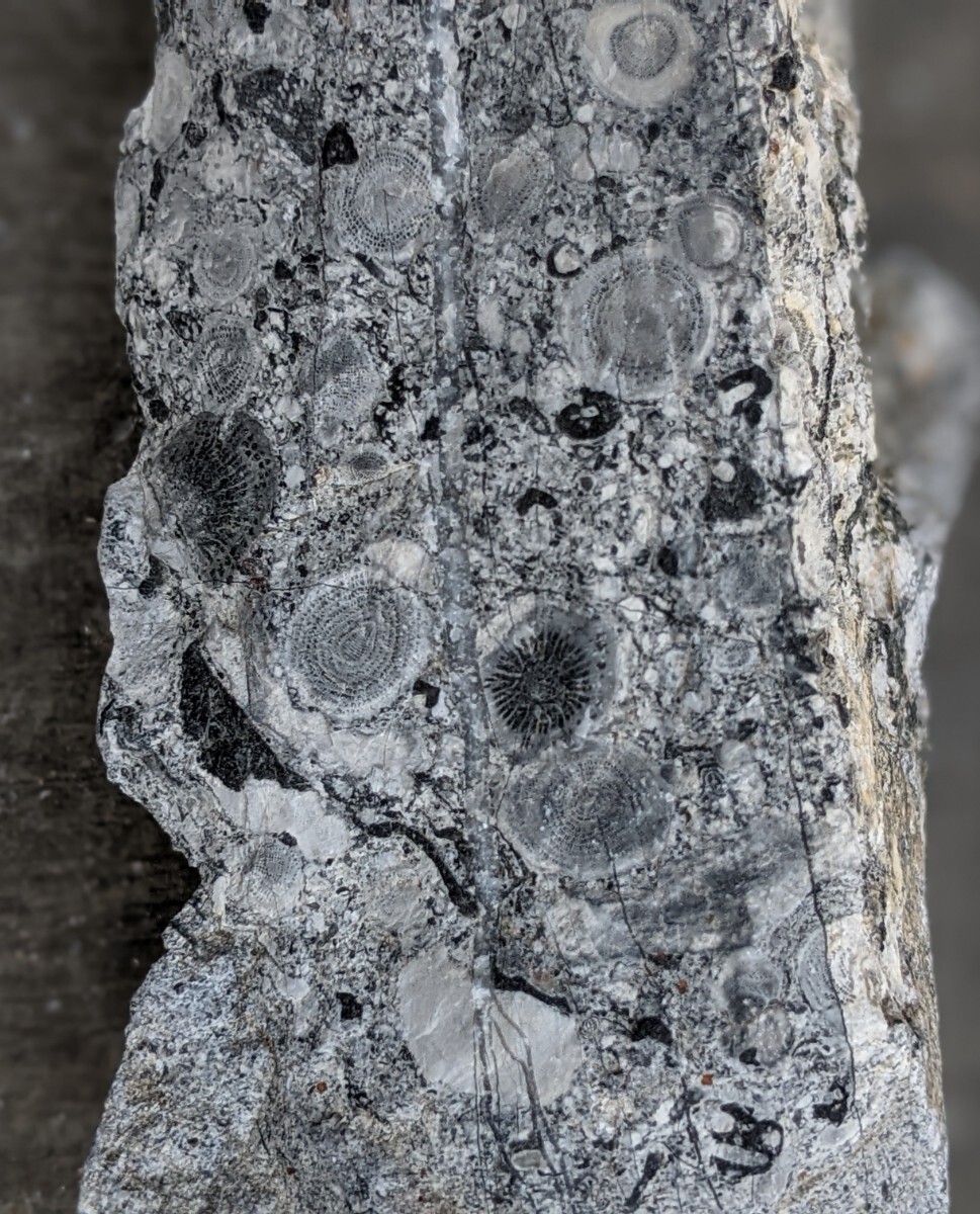 岐阜県金生山化石　２個セット　フズリナ　サンゴその他密集化石_画像1