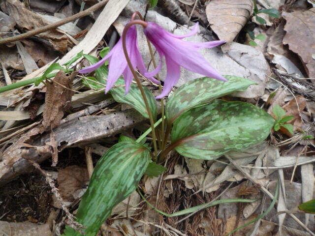 ■山野草■ カタクリ 片栗 ■3根■鉢・庭植え等に_画像1