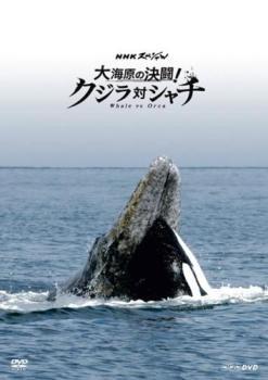 NHKスペシャル 大海原の決闘! クジラ対シャチ レンタル落ち 中古 DVDの画像1