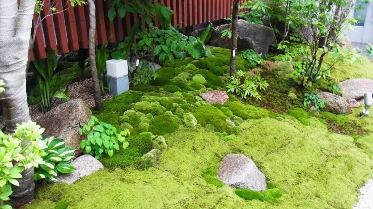 【大容量】コツボゴケ 苔 こけ 苔玉 苔庭 テラリウム アクアリウム 盆栽 苔リウム コケリウム 