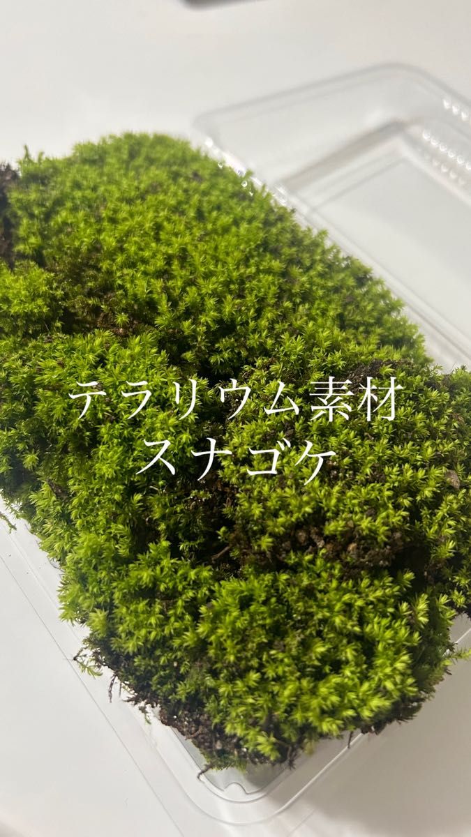 【テラリウム素材】スナゴケMパック 砂苔 苔 コケ こけ 苔玉 苔庭 盆栽 テラリウム アクアリウム 山苔 庭植え パルダリウム 