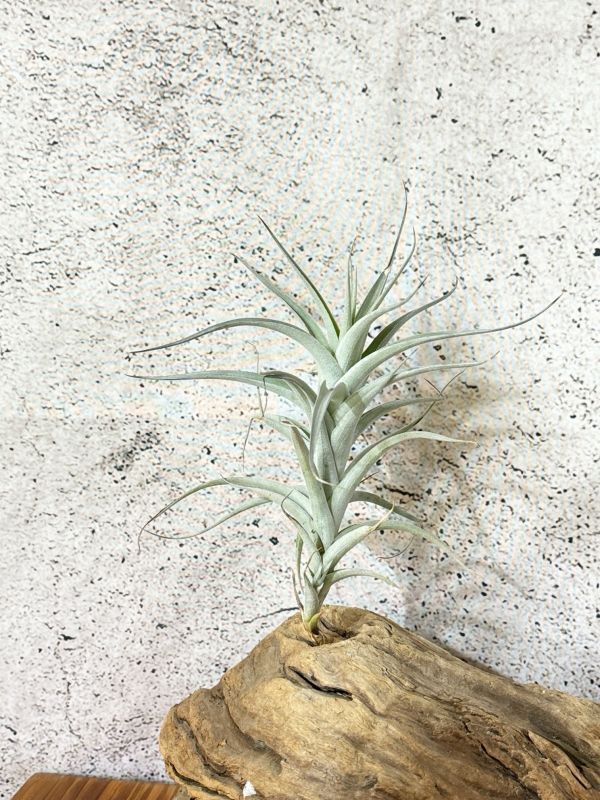 【Frontier Plants】 チランジア・アルビダ　T. albida_画像2