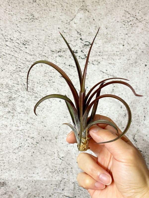[Frontier Plants]chi Ran jia*kapita-ta* Mini red T. capitata Mini Red