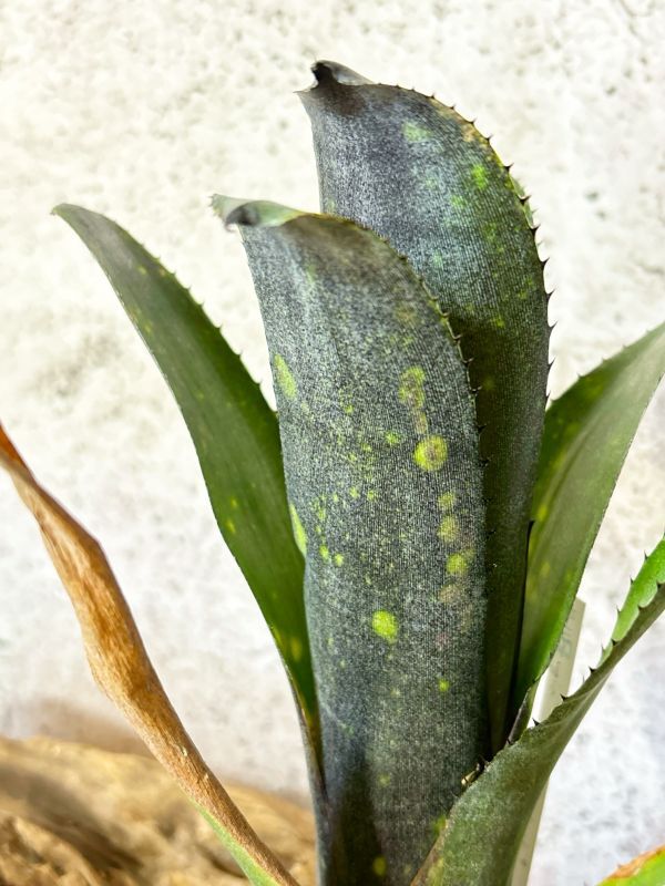 【Frontier Plants】【現品】ビルベルギア・リトルブラック　Billbergia Little Black【B】 タンクブロメリア_画像1