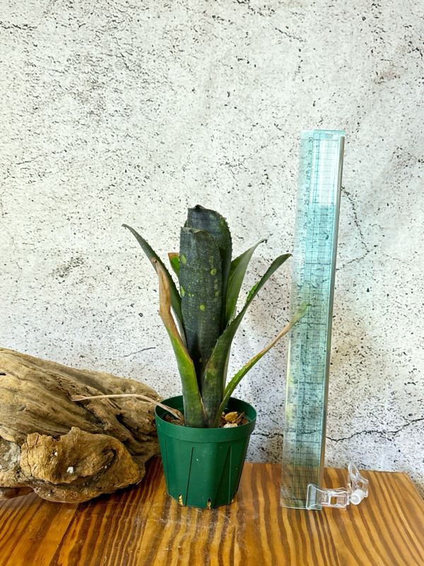 【Frontier Plants】【現品】ビルベルギア・リトルブラック　Billbergia Little Black【B】 タンクブロメリア_画像3