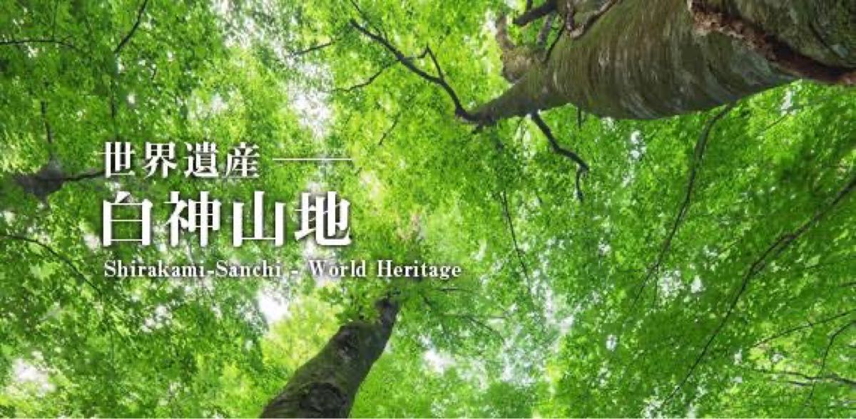 農家直送 秋田県産 令和5年 あきたこまち 20kg 特別栽培米 秋田小町 無洗米も対応