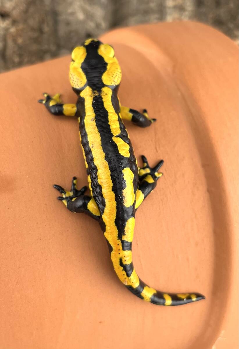 テレストリスファイアサラマンダー 2023CB Solling （Salamandra Salamandra Terrestris) S-2_画像2