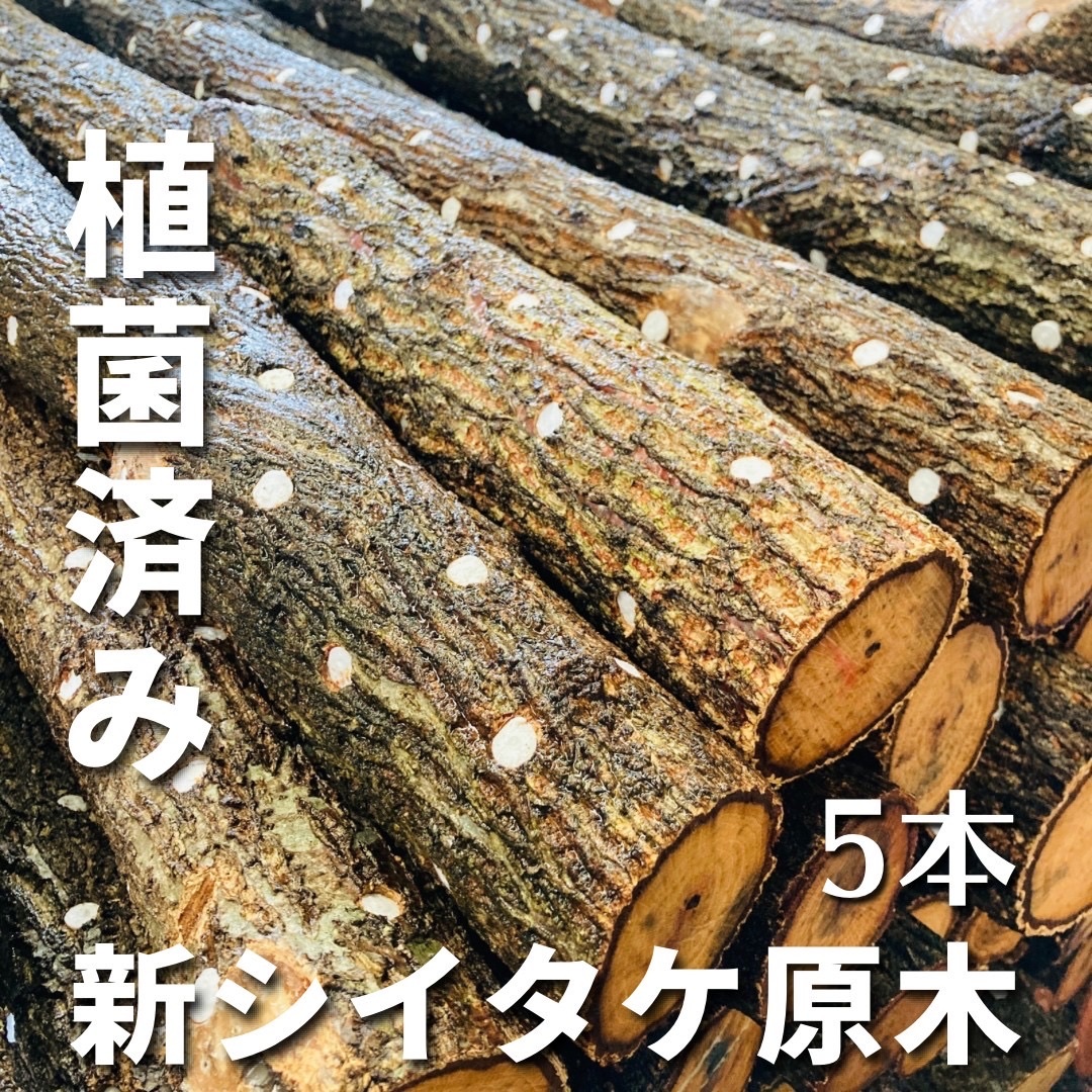 [Новый посажен новый! ] Shiitake Wagaki Hoda Tree 5 частей длина 100 см толщины 6 ~ 8 см ☆ Бесплатная доставка ☆ Shiitake Shiitake Culture