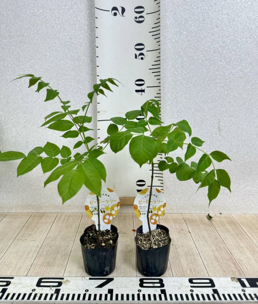 [ molasses source . Bb tree Mitsuba chi. tree 8 pot set 3 number free shipping ]# Japan Mitsuba chi# gold . side 