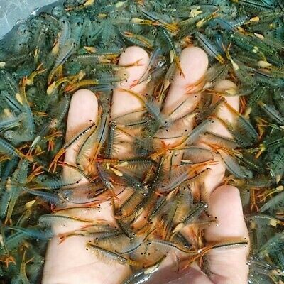 【送料無料】　ホウネンエビ　休眠卵　100,000匹相当 耐久卵　メダカ　餌　ミジンコ　稚魚　上陸　ヤモリ　サンショウウオ_画像4