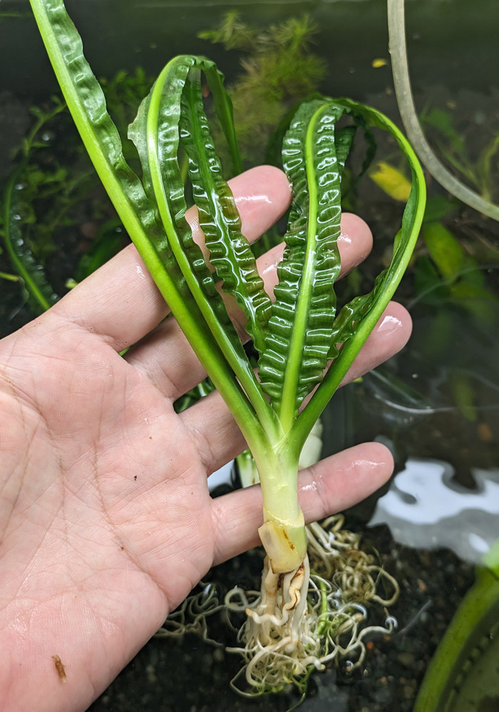 太株 Crinum aquatica クリナム アクアティカ １株の画像2