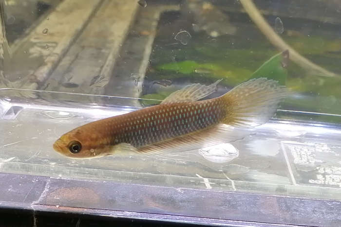  wild Jean bi production betta simorumBetta simorum 1 pair ( approximately 5-6cm rom and rear (before and after) )