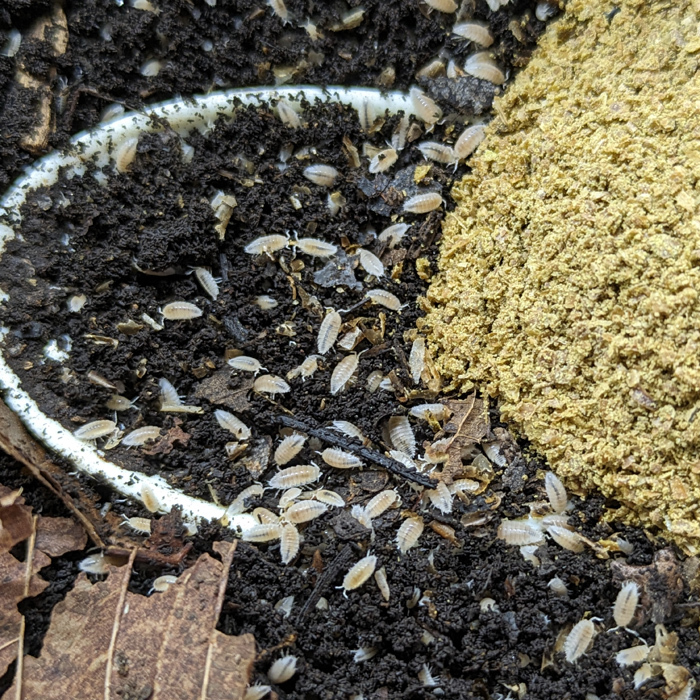 大容量 土自体にも効く  ダンゴムシ ワラジムシ 専用飼料 150ｇ 餌 エサ PILL BUGS FOODの画像2
