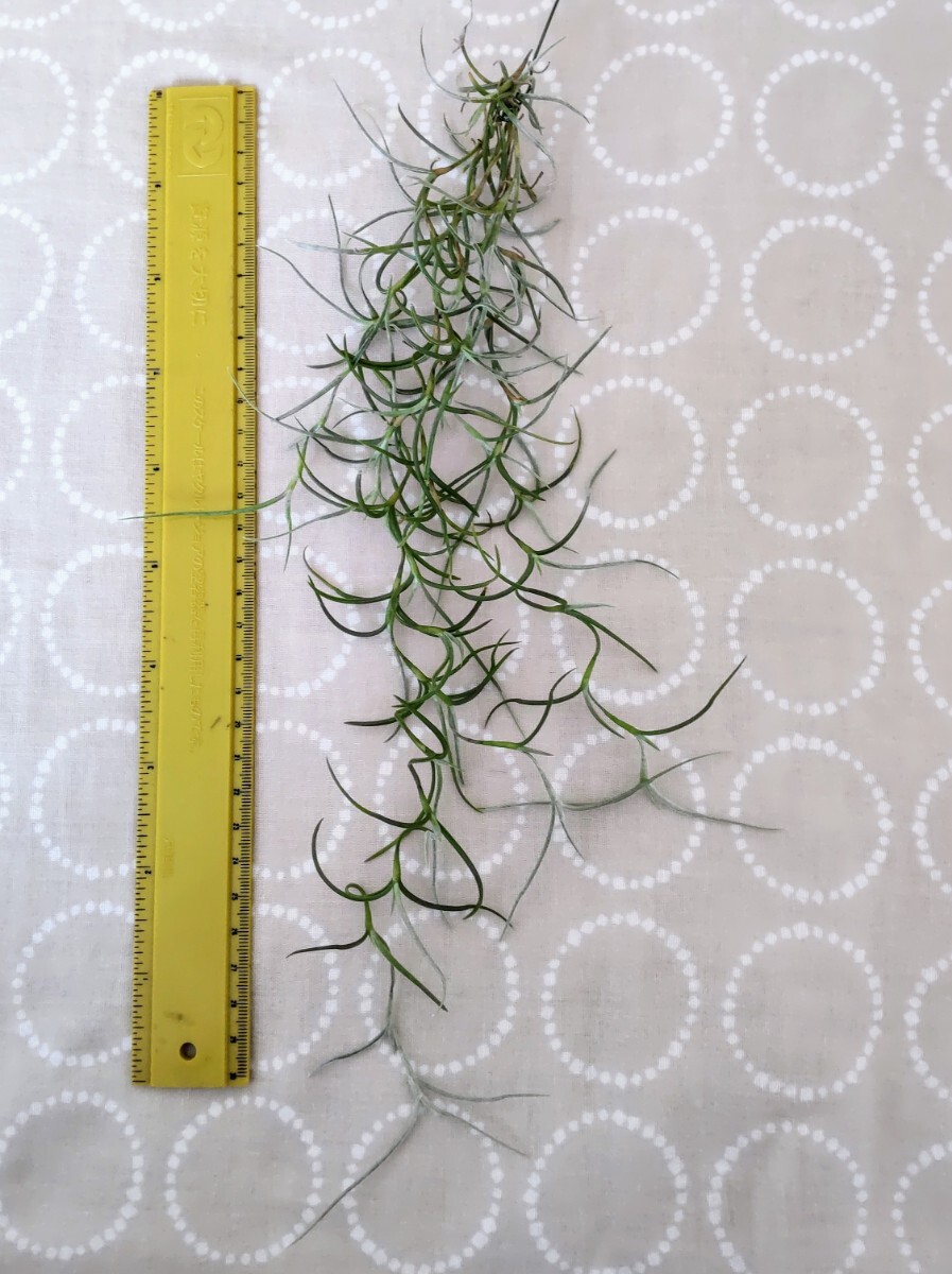 spanishu Moss * futoshi leaf 34cm * free shipping air plant u Sune oites