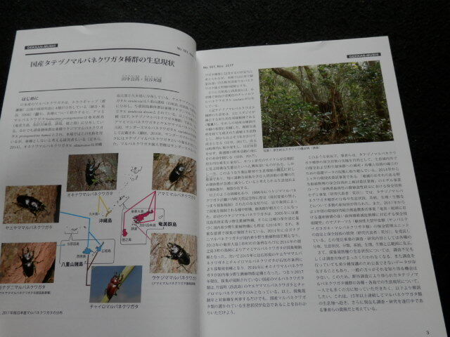 【月刊むし】561号　国産タテヅノマルバネクワガタ種群の生息現状_画像3
