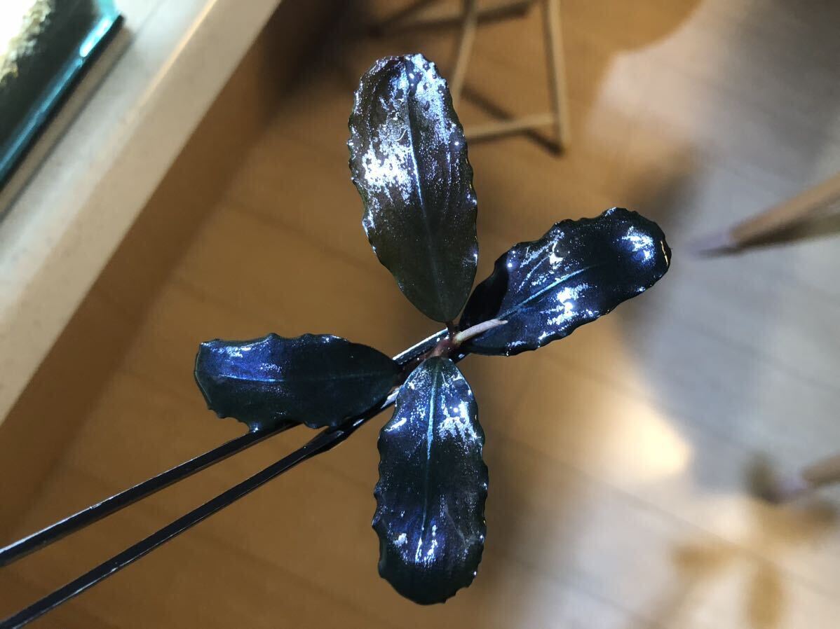 Bucephalandra ブセファランドラ Blue Metal ブルーメタル 水草 熱帯植物の画像6