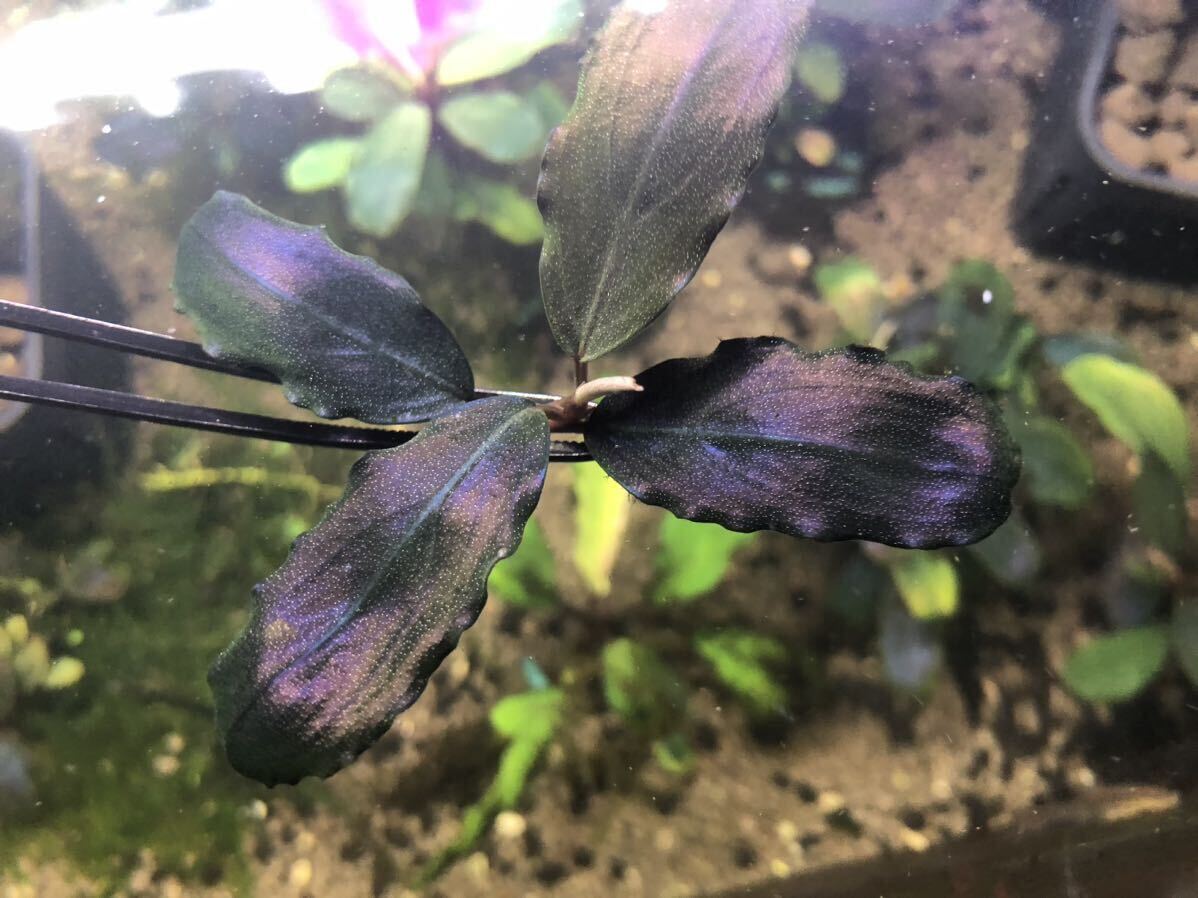 Bucephalandra ブセファランドラ Blue Metal ブルーメタル 水草 熱帯植物の画像4