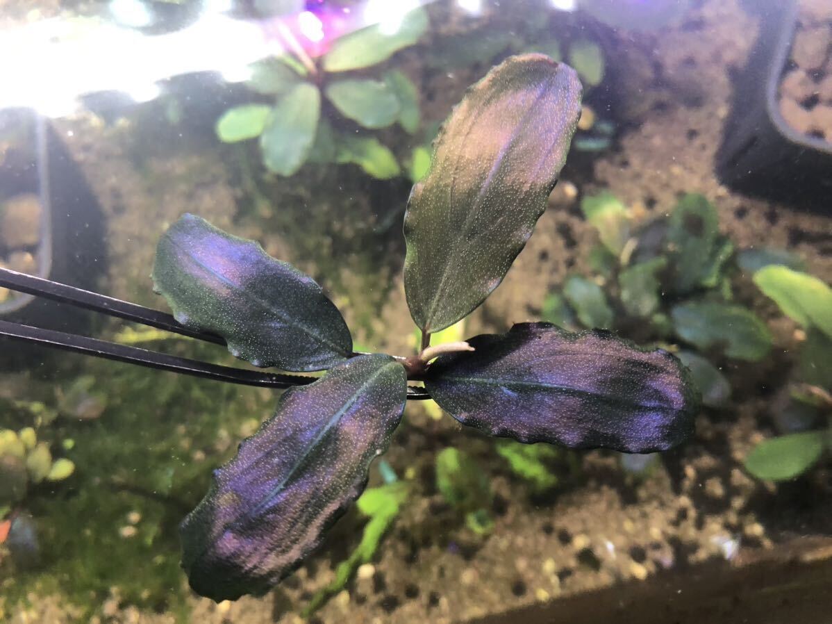Bucephalandra ブセファランドラ Blue Metal ブルーメタル 水草 熱帯植物の画像3