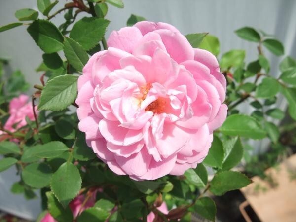 * rose seedling *Ch*B goods * month month flour (yueyue fender )) *. is little no, flower number . many brilliant ., especially autumn flower color is ... beautiful! 7 number 