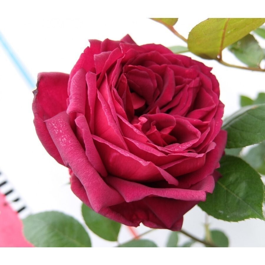 ★バラ苗★ＣｌＨＴ★　つるオクラホマ　◎深黒赤の花が濃厚な香りを放ちます♪　６号_画像1