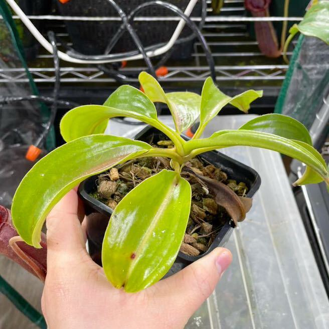 N.rajah x lowii Y’s ウツボカズラ Nepenthes ネペンテス 食虫植物_画像2
