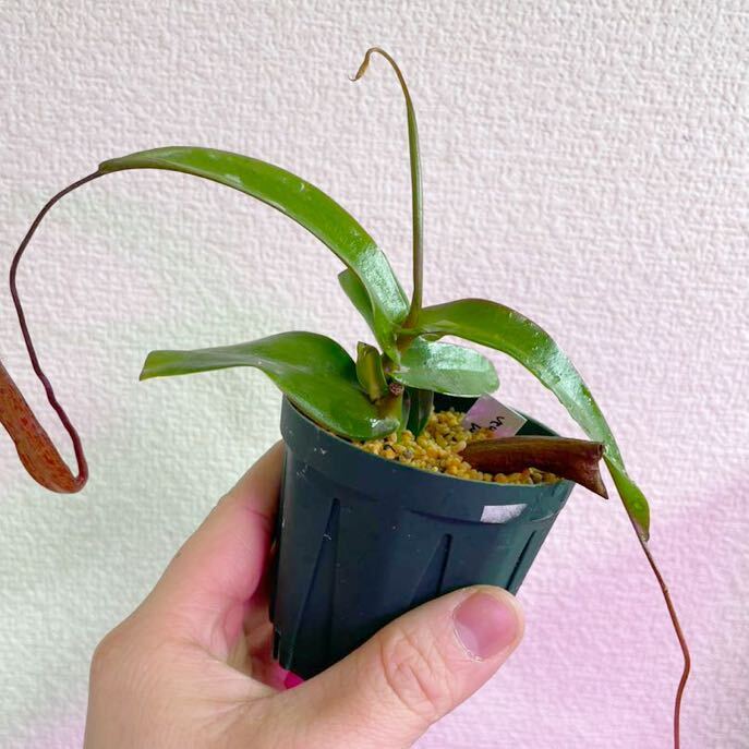 N. ventricosa x hamata BE ウツボカズラ Nepenthes ネペンテス 食虫植物 観葉植物_画像1