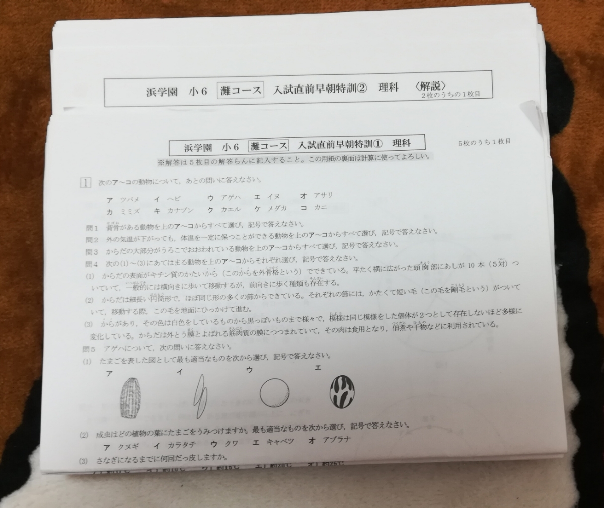 原本】浜学園 小6/6年生 理科 入試直前午前/午後 灘コース特訓& 原本】浜学園 小6/6年生 理科 入試直前午前/午後 灘コース特訓&