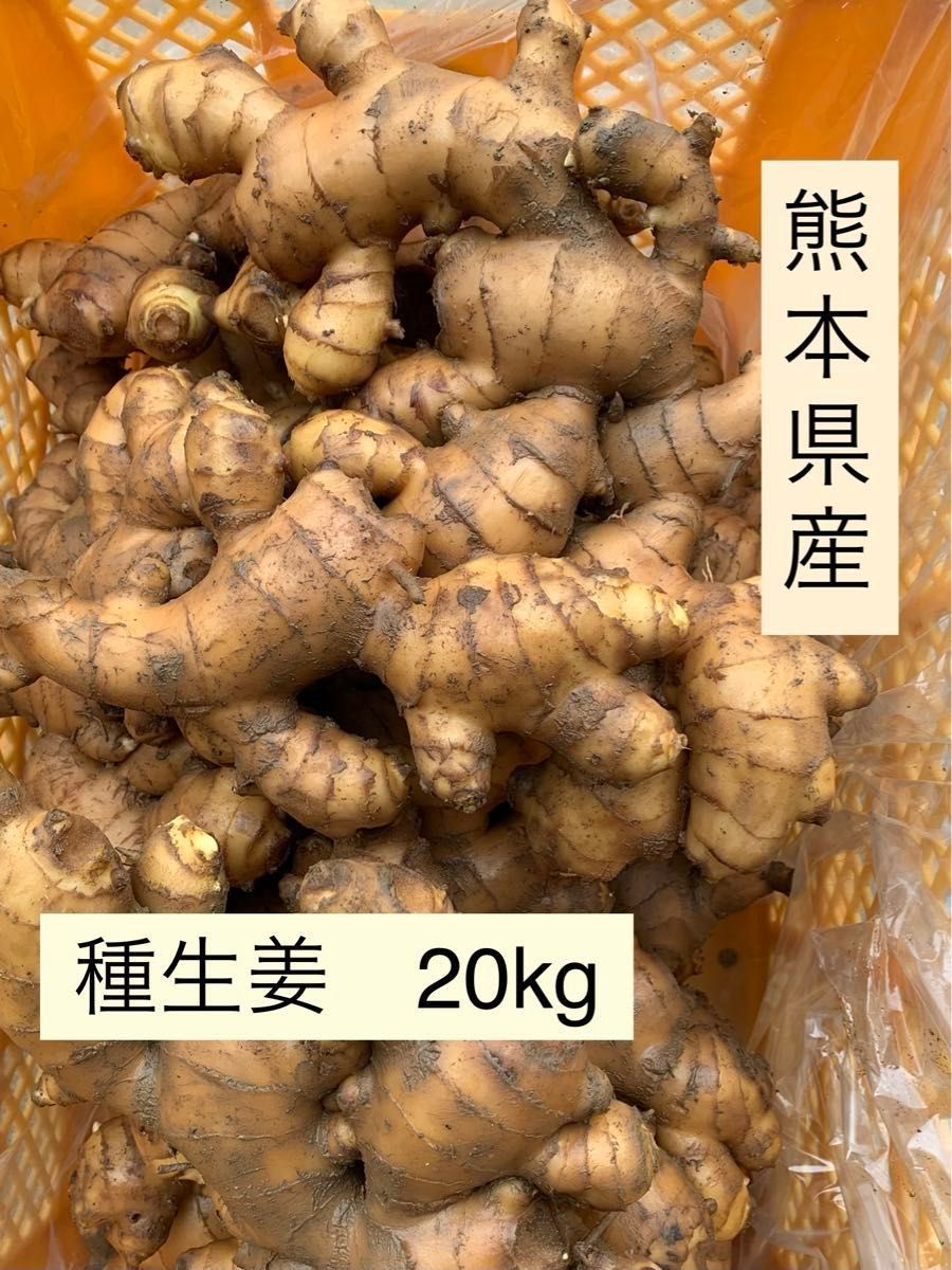 熊本県産　種生姜　20kg