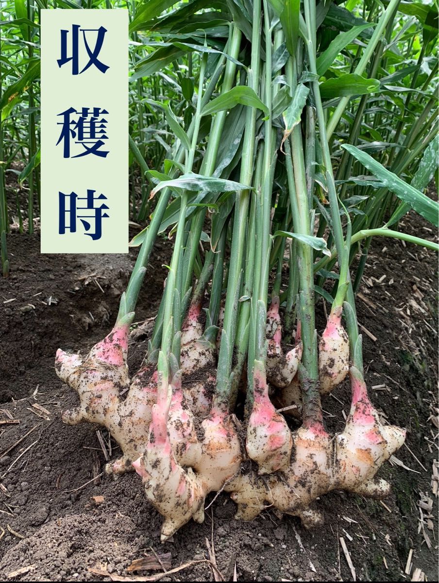 熊本県産　種生姜　20kg