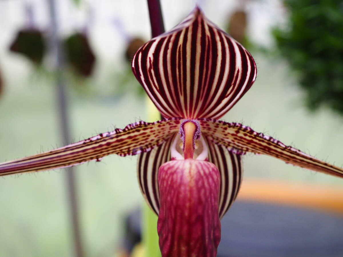 04/29 Paph.rothschildianum'Mont Millais'FCC/RHS 開花中 洋蘭 パフィオ ロス 多花性_画像2