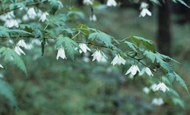 モミジイチゴ　特大株　2株　 山野草 紅葉苺 紅葉いちご_画像2