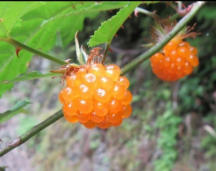 モミジイチゴ 特大株 2株  山野草 紅葉苺 紅葉いちごの画像1