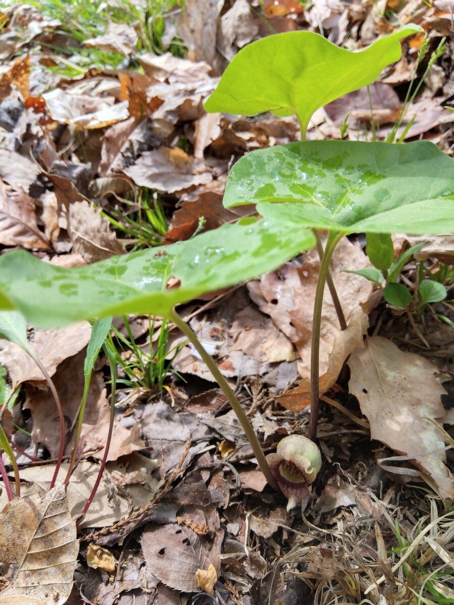 ウスバサイシン　山野草　5株_画像3