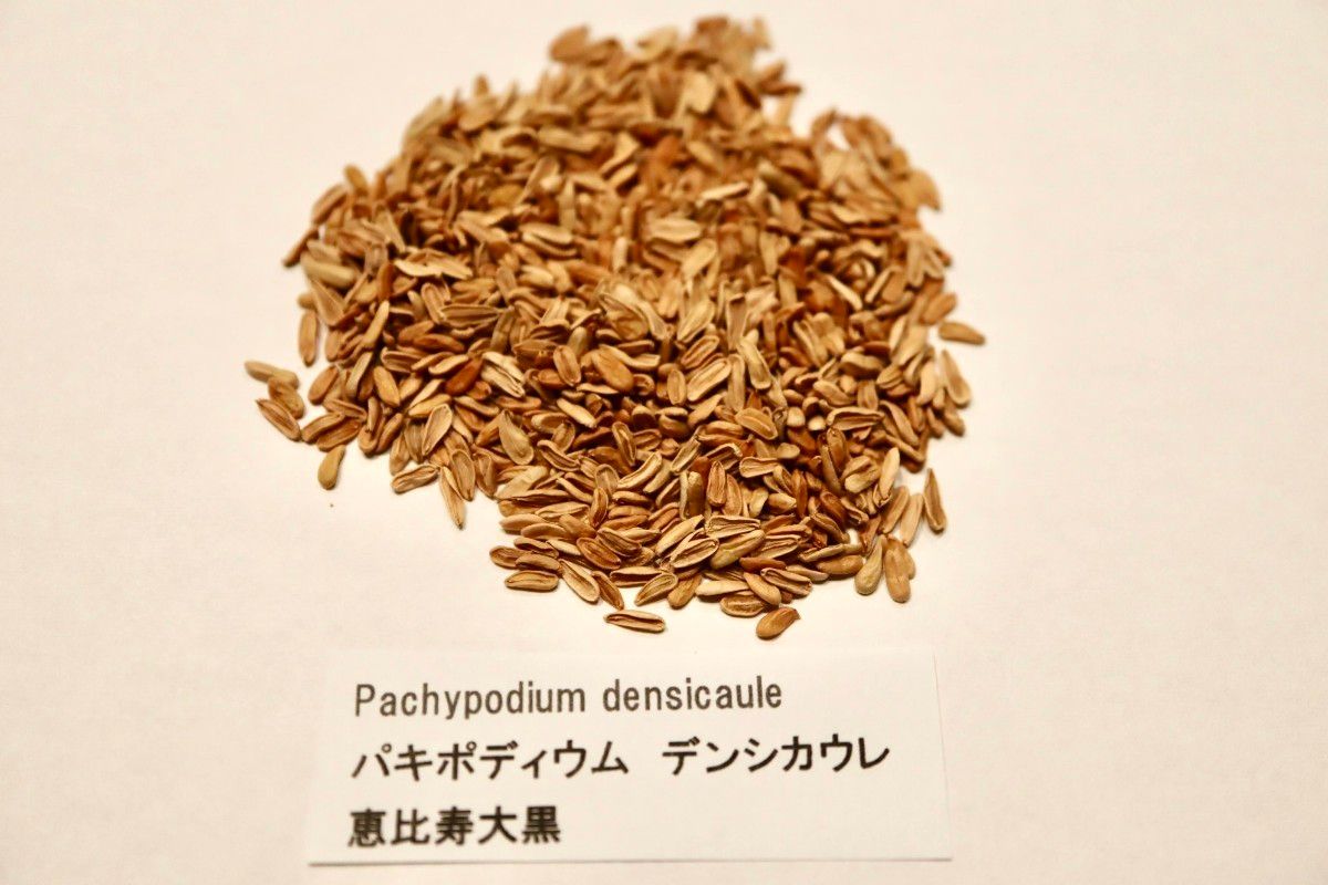 パキポディウム 恵比寿大黒 デンシカウレ 種子　30粒