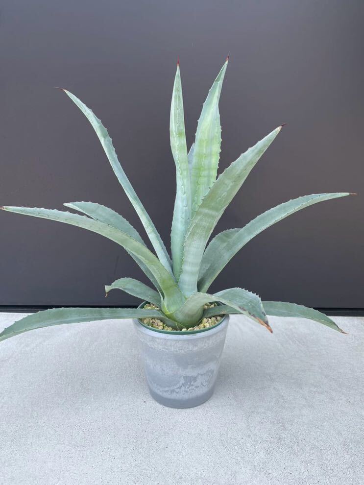 美株！agave americana アガベ アメリカーナ 1の画像1